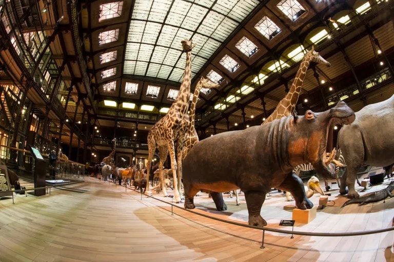 Amadeus Installs Massive Custom Designed Speaker System for French National Museum of Natural Histor