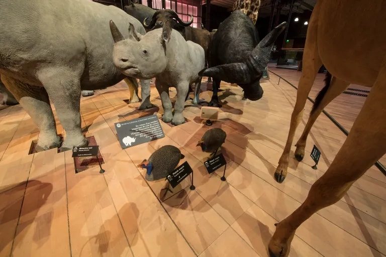 Amadeus Installs Massive Custom Designed Speaker System for French National Museum of Natural Histor